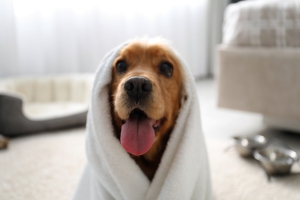 Manufactured Homes: A Great Option for Pet-Friendly Living