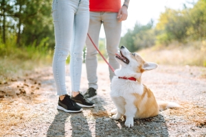 Top Ways to Enjoy Summer With Your Pet in a Bayshore Community