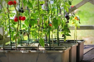Small-Space Homesteading in a Manufactured Home Community