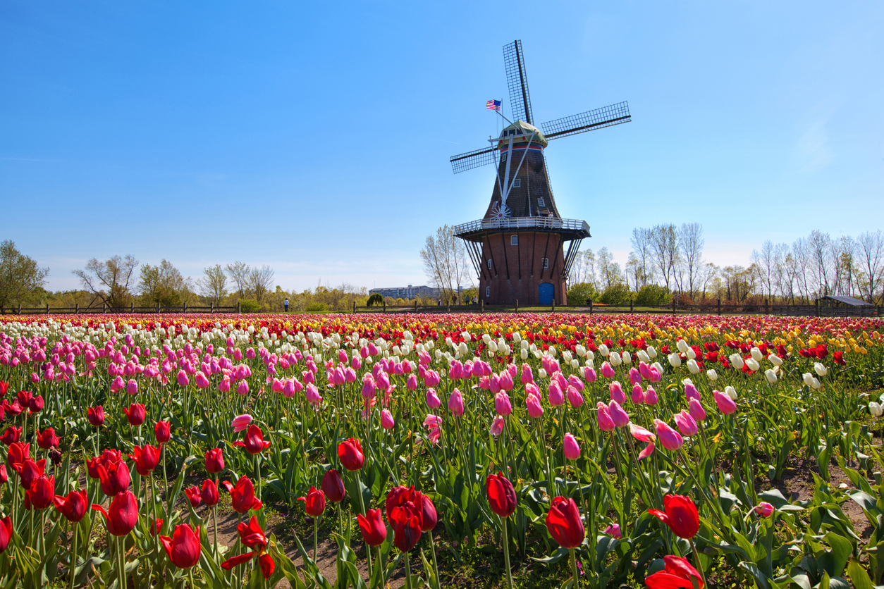 Holland MI windmill and tulips