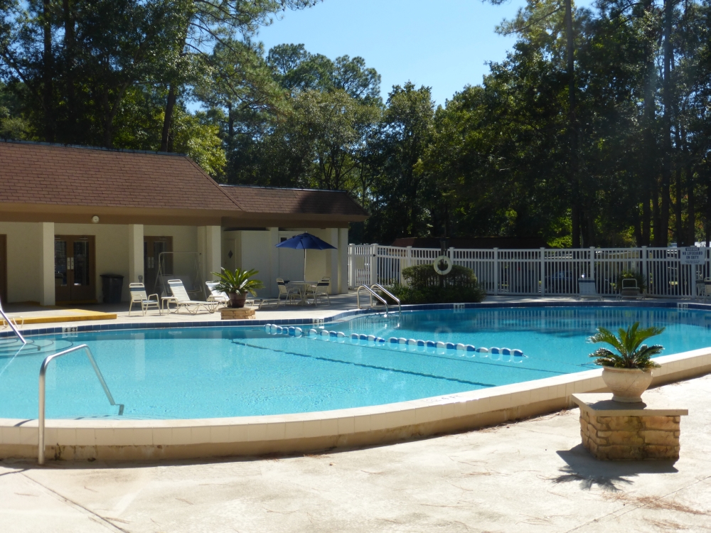 Brittany pool side view in Gainesville FL