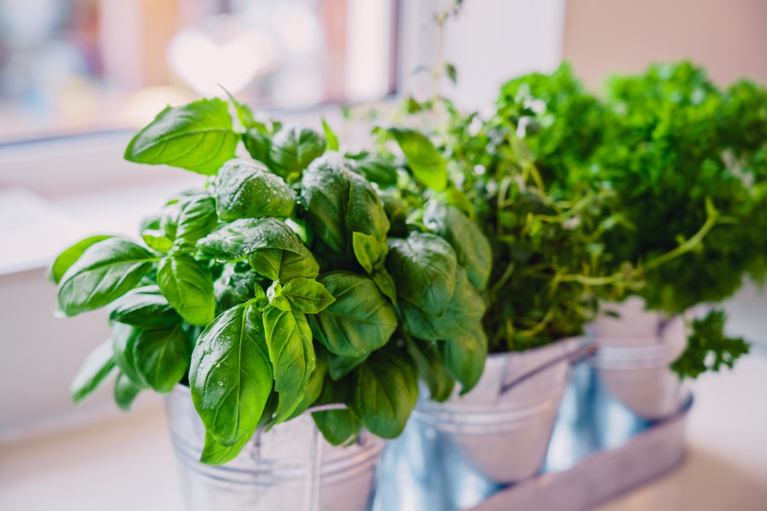 Potted herbs in a manufactured home kitchen window