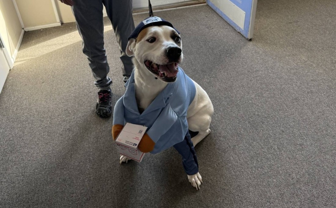 A dog dressed as a mailman for Bayshore's spooktacular pet costume contest