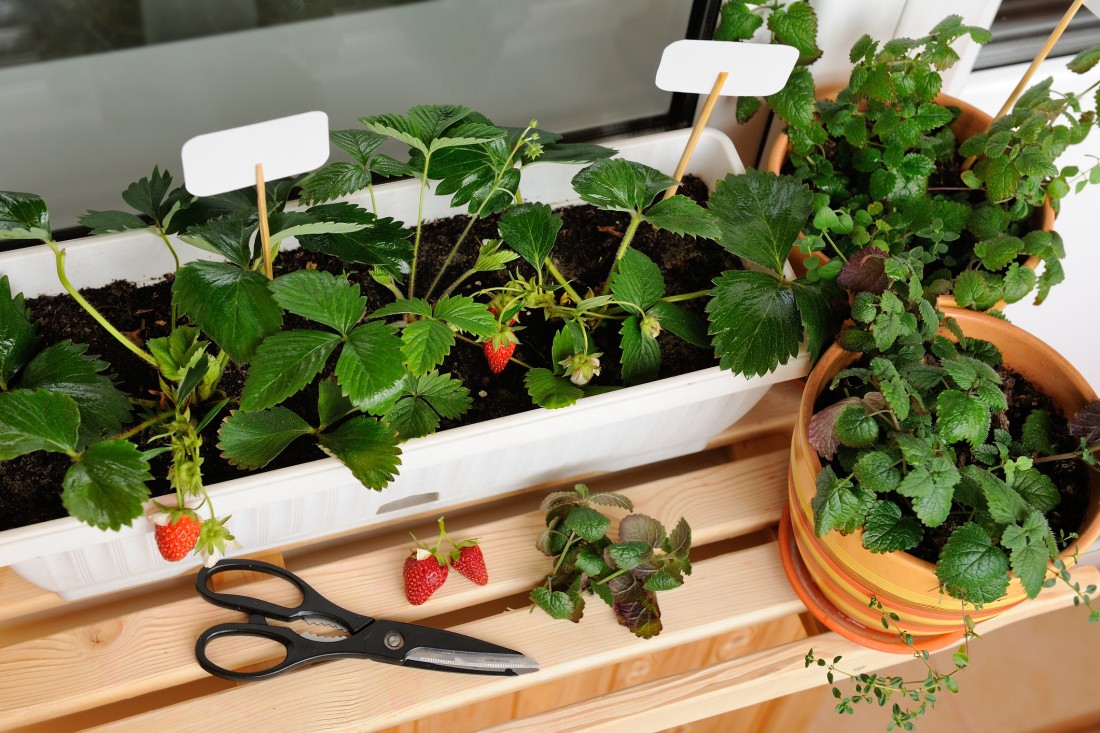 Small container garden with strawberry plants, perfect for a manufactured home patio